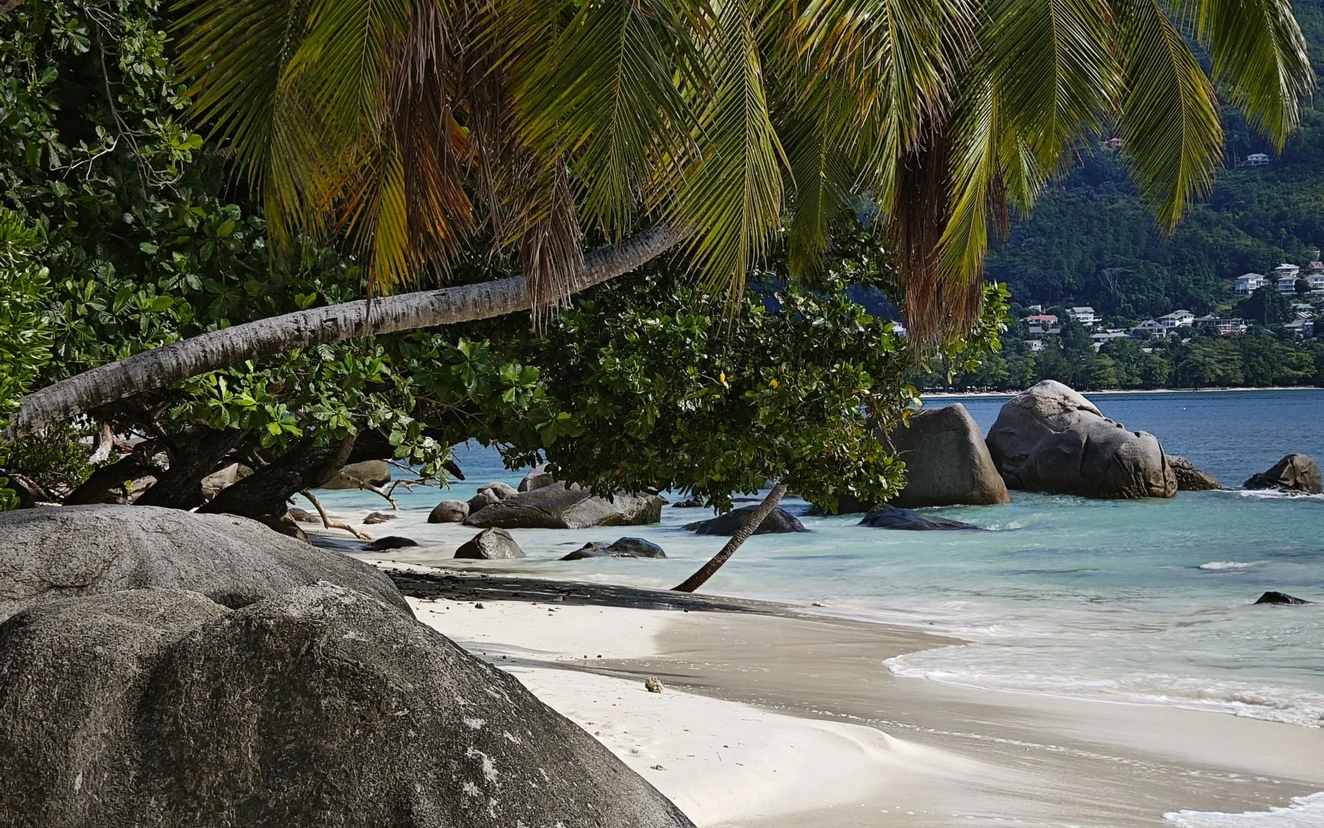 Palmer och klippor på stranden i Beau Vallon