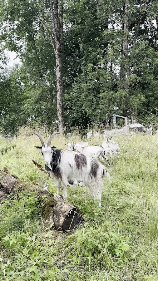 BookNoFees: Kafé – Bogstad gård kafé – Oslo – Bogstad gårds kafé, bild 2