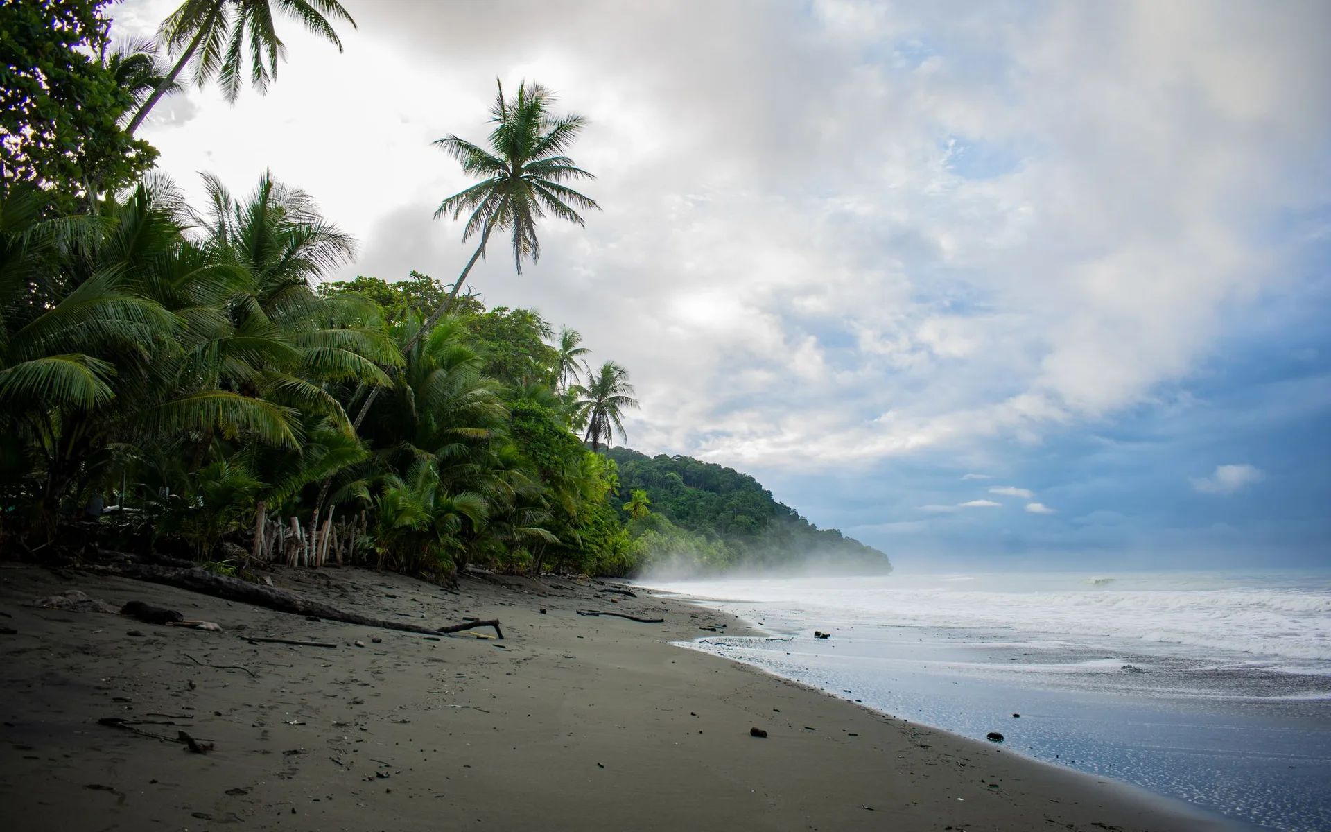 Palmer på stranden i Pavones i Costa Rica